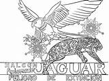 Coloring Jaguar Aplomado Falcon Pages Mural sketch template