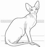 Sphynx Coloring Pages Canadian Supercoloring Drawing Color sketch template