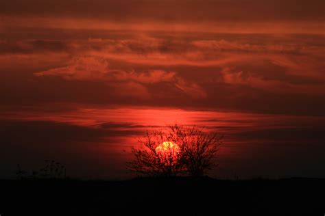 무료 이미지 나무 수평선 구름 태양 해돋이 일몰 새벽 분위기 황혼 빨간 불 저녁에 잔광 아침에 붉은