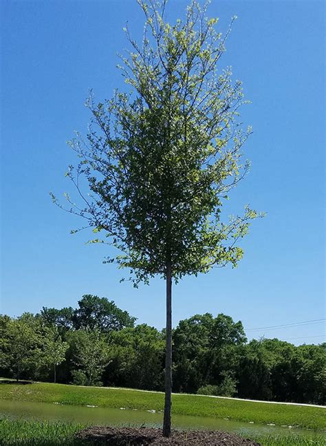 Cedar Elm Ulmus Crassifolia – Lawns Tree Farm