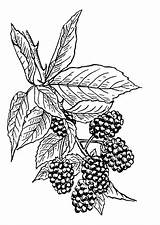 Blackberry Clipart Berry Outline Brombeeren Colorare Malvorlage Blackberries Bayas Grapevine Svg Onlinelabels Cigarette Smoke I2clipart Pngkit sketch template