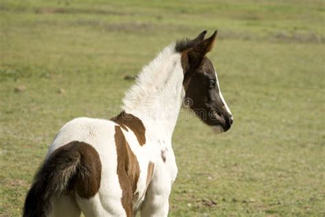 baby horse stock photo image  spotted grassland colt