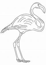 Coloring Flamingo Long Legged Pages Template Drawing Kids Getdrawings Print Popular sketch template