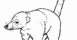 Coati Coloring Pages Animal sketch template