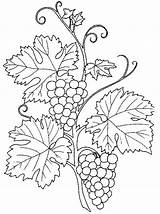 Uva Anggur Buah Colorare Mewarnai Disegni Autunno Grape Vendemmia Grappolo Riscos Sottocoperta Vino Ausmalen Malbuch Frutta Uvas Blumen Drawing Bordar sketch template