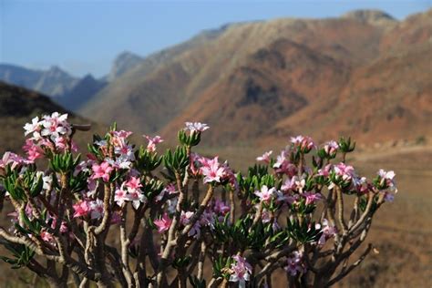 image result  yemen fauna adenium desert rose plant desert rose
