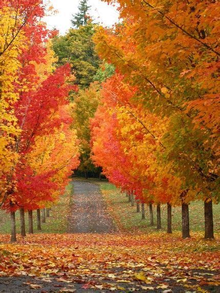 fall color foliage trees beautiful world beautiful places lovely