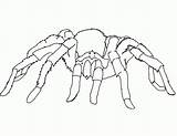 Coloring Spider Pages Scary Popular Widow sketch template