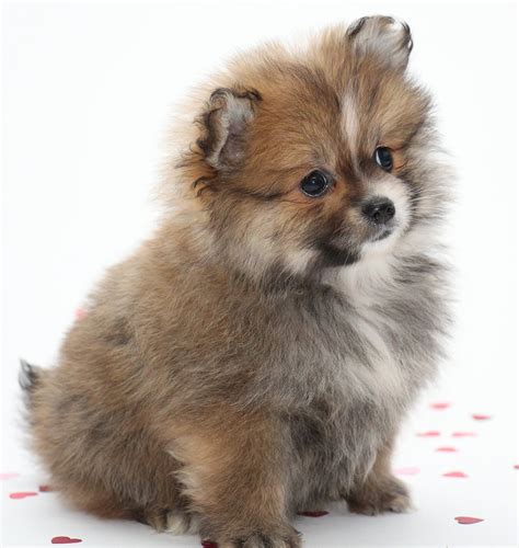 small dog names  ideas  naming   puppy