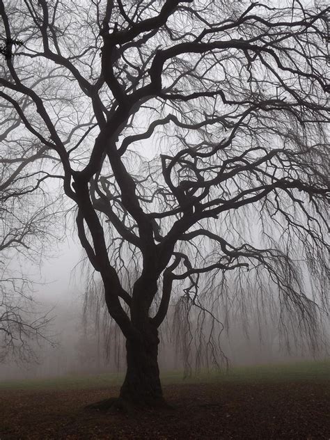 image result  spooky tree silhouette spooky trees tree silhouette