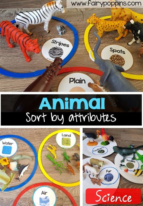 animal sort  classify animal activities  kids zoo animals