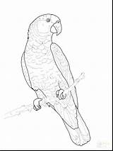 Parrot Coloring Pages Getcolorings sketch template