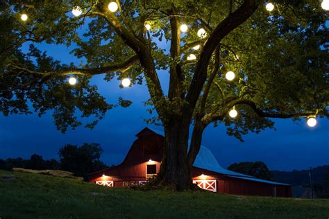 inspirations hanging lights  large outdoor tree