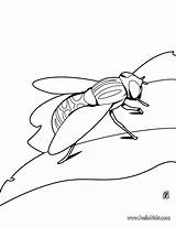 Mosca Pintar Avispas Ausmalen Insectos Escarabajos Fliege Insect Hellokids Moscas Ausmalbilder Insetos Animais Beetle Sheets sketch template