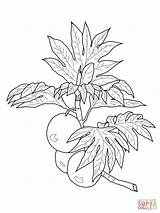 Breadfruit Coloring Pages Drawing Branch Fruits Printable Lei Grapefruit Drawings Maile Kids Bleach Supercoloring Online Super Getdrawings Choose Board Hula sketch template