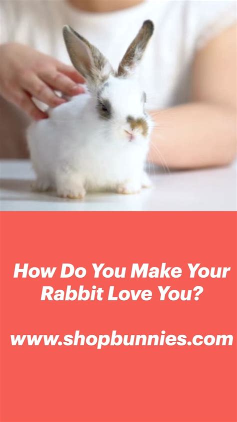 How Do You Make Your Rabbit Love You An