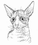 Cornish Cat sketch template