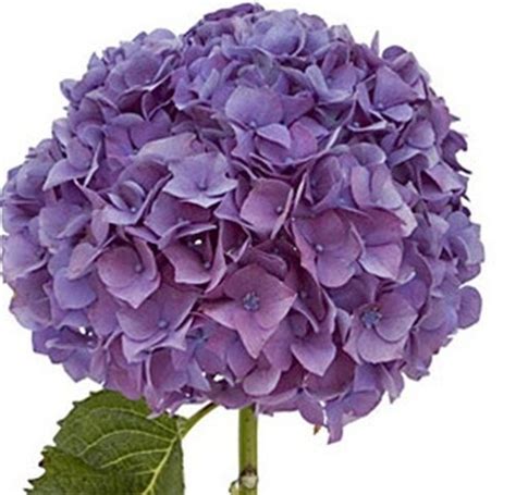 hydrangea purple hydrangea flowers rg