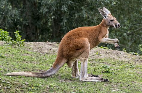 kangaroo evolved   quick jump cosmos magazine