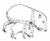 Javelina Peccary Drawing Coloring Clipart Line Pages Javelinas Color Tpwd Kids Moose Drawings Clipground sketch template