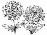 Zinnia Flower Coloring Pages Drawing Plants Color Printable Zinnias Flowers Coloringpages4u Choose Board sketch template