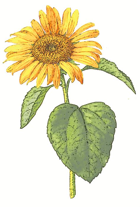 sunflower  sunflower clipart  pencil   color sunflower
