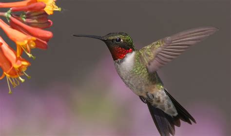 awaiting  st hummingbird   season nature  lehighvalleylivecom