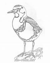 Turnstone Birds Animals Coloring Book Sheet Skip sketch template