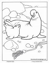 Coloring Seal Pages Sea Ocean Elephant Animals Printable Animal Color Kids Leopard Template Book Cute Seashore Colouring Monk Colouringpages Au sketch template