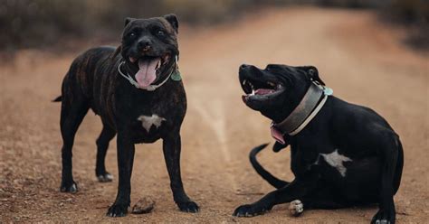 unlocking  american pit bull terrier temperament