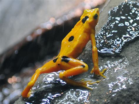 fungi decimating amphibians  worse   thought wired