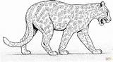 Coloring Leopard Pages Cheetah Jaguar Printable Panther Supercoloring Color Walks Animal Cartoon Coloriage Baby Colouring Zoo Animals Gif Online Lion sketch template