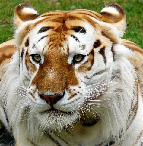 beautiful golden tabby tiger