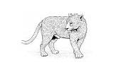Coloring Pages Big Cat Cats Spotted Jaguar sketch template
