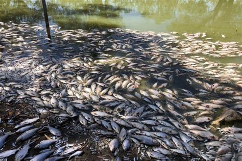 talking toxic blooms  mass fish deaths csiroscope