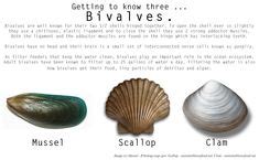shell anatomy ideas anatomy shells mollusca