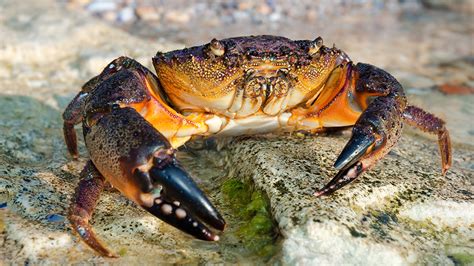 floridas red tide blamed  lousy stone crab season fox news