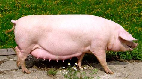 top  pig breeds  meat agricultural news  ukraine  world