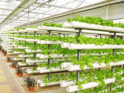 truth  commercial hydroponic farming pindfresh