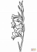 Gladiolus Drawing Coloring Pages Flower Line Clipartmag sketch template