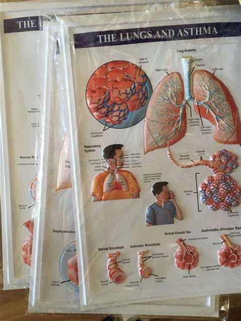 V Gf020 3d Educational Medical Teaching Human Lung Anatomy Wall Charts