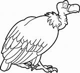 Vulture Buitres Colorear Print Vultures Coloringbay Getdrawings Buzzard sketch template