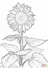 Sunflower Coloring Pages Printable Adult Sheets Sunflowers Flower Drawing Simple Book Print Adults Printables Template Colouring Sun Sheet Supercoloring Colour sketch template