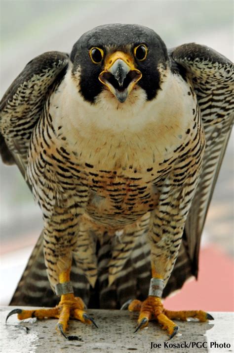 fast falcon facts raptor bird  prey birds  prey rata dumbo