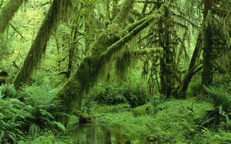 green landscapes nature trees jungle forest leaves wildlife summer season moss