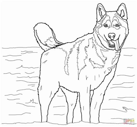 cute husky puppy coloring pages febi art