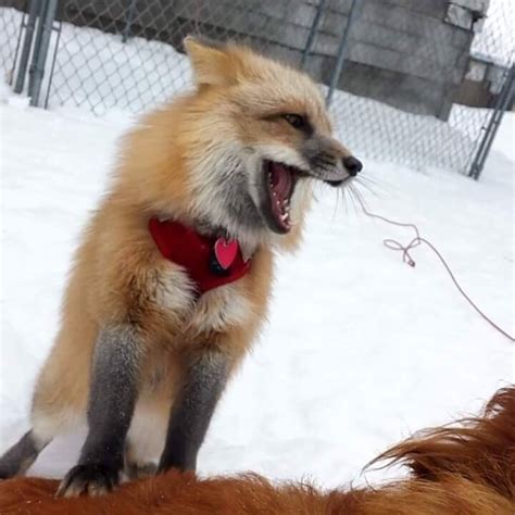 care   pet fox pethelpful