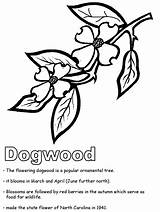 Dogwood Coloring Geography Kidzone Ws Northcarolina Print Usa Gif sketch template