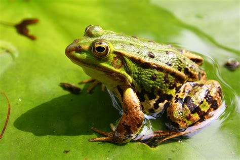 frog  photo  freeimages