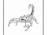 Scorpion Coloring Pages Cartoon Scorpions Corduroy Printable Drawing Tail Desert Getdrawings Colouring Getcolorings Animals Template Reptile sketch template